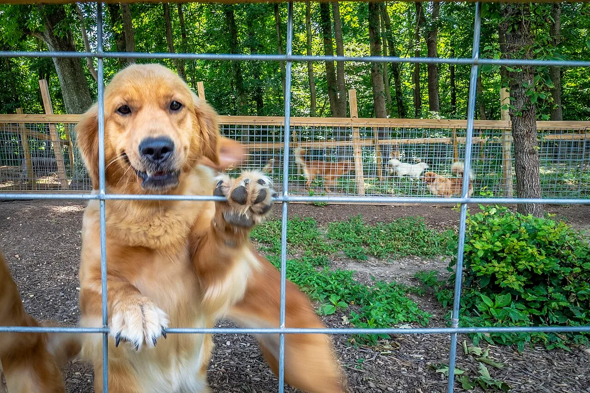 Een golden retriever staat met de voorpoten tegen het gaas van een ruime buitenren tussen de bomen.